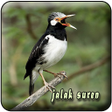 Icon of program: Jalak Suren Gacor Offline