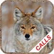 プログラムのアイコン：Coyote hunting calls