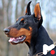 Ícone do programa: Doberman Pinscher Wallpap…