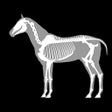 Icono de programa: 3D Horse Anatomy Software
