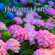 Biểu tượng của chương trình: Hydrangea Forest Theme