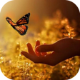 程序图标：Citations Sur La Vie