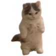 Icono de programa: Michi Memes