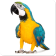 Programın simgesi: Bird Sounds