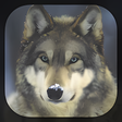 Icoon van programma: Wolf Live Wallpaper HD