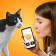 程序图标：CatTranslator - Cat to Hu…