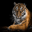 程序图标：animal beginning with a