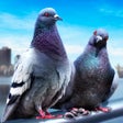 프로그램 아이콘: Pigeon Survival Simulator…