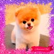 Ikona programu: Puppy Dog GIF Photo Frame…