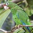 أيقونة البرنامج: Parrot