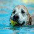 Ícone do programa: Tema Cães no Verão