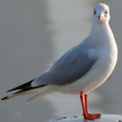程序图标：Gull Backgrounds