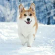 Icon of program: Welsh Corgi Wallpapers