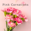 プログラムのアイコン：Pink Carnations Theme