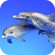 プログラムのアイコン：Dolphins Video Live Wallp…