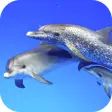 Dolphins Video Live Wallpaper