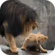 Lion Video Live Wallpaper
