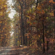 程序图标：beautiful autumn wallpape…