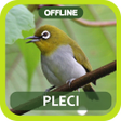 Ikon program: Masteran Pleci Full Isian