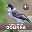 Иконка программы: Canto Me Golinha