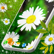プログラムのアイコン：3D Daisy Spring Live Wall…