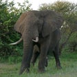 Ikona programu: Encyclopedia of Animals
