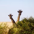 Programikonen: Encyclopedia of Animals