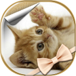程序图标：Cute Cats Live Wallpaper