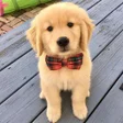 Icon of program: Cute puppy wallpapers