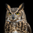 Иконка программы: Owl Sounds