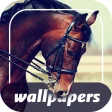 Your  Horses Wallpapers 4K