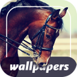程序图标：Your  Horses Wallpapers 4…