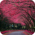 程序图标：com.orchid.yinghua