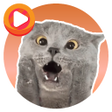 程序图标：WASticker Cat Memes