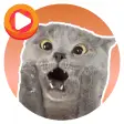 WASticker Cat Memes