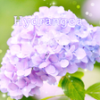 プログラムのアイコン：Hydrangea Theme HOME