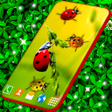 Icon of program: Cute Ladybug Live Wallpap…