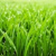 ไอคอนของโปรแกรม: Touch Grass