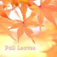 Fall Leaves Autumn Theme