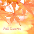 أيقونة البرنامج: Fall Leaves Autumn Theme