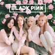 Icon of program: Wallpapers for Blackpink