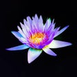 プログラムのアイコン:Black Wallpapers HD 4K