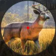 Wild Deer Shooting Animal Hunt