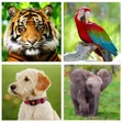 Ikon program: Animal Sounds