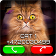プログラムのアイコン：Fake Video Call Cat