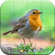 Biểu tượng của chương trình: Sparrows Puzzle