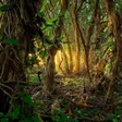 程序图标：Forest Wallpapers