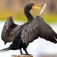 程序图标：The Cormorant