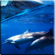 ไอคอนของโปรแกรม: Dolphins Sound Live Wallp…