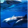 Dolphins Sound Live Wallpaper